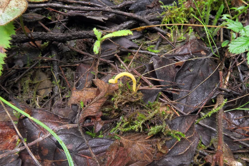 Clavulinopsis laeticolor 1 - IMG_5015